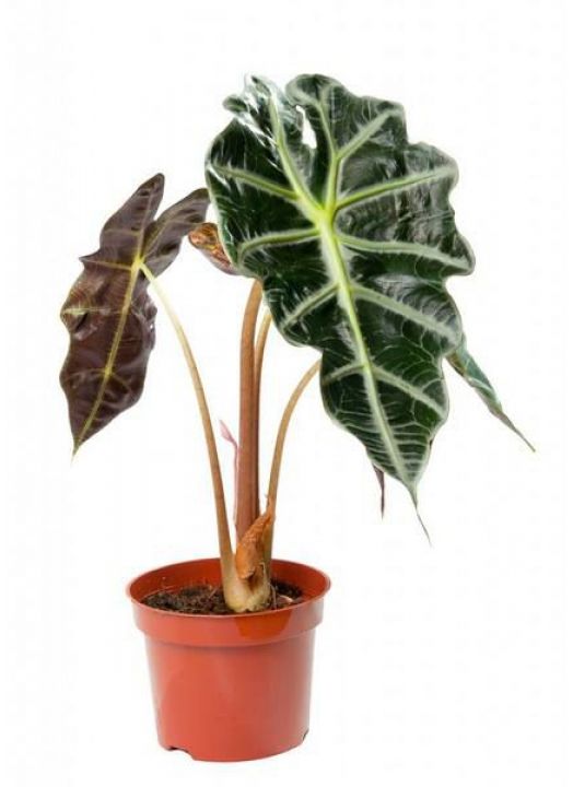 Alocasia Polly