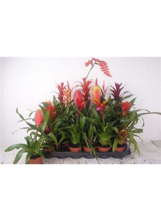 Bromelia Mix 15 Srt