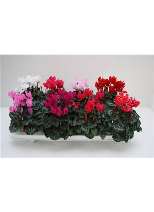 Cyclamen Mix