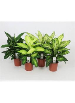 Dieffenbachia Mix Luxe