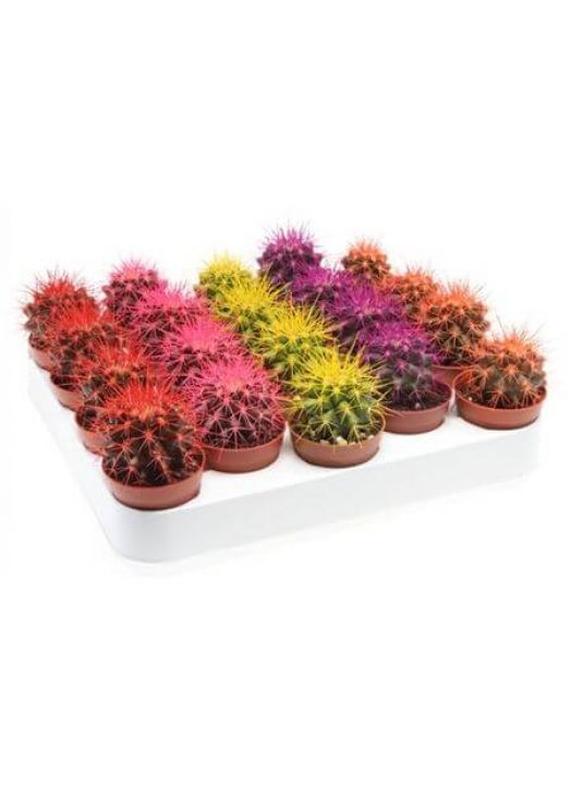 Echinocactus Rainbow Mix