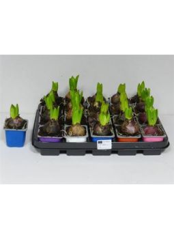 Hyacinthus Mix 1pp