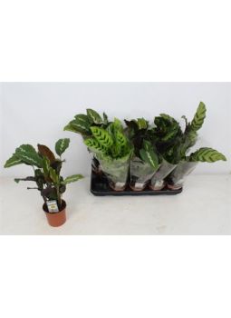 Calathea Mix