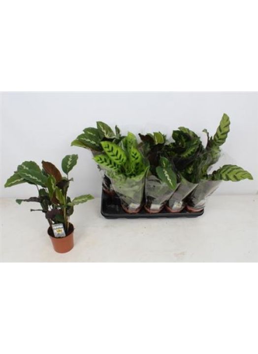 Calathea Mix