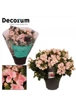 Begonia Betulia Light Licht Rose Decorum