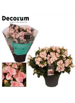 Begonia Betulia Light Licht Rose Decorum