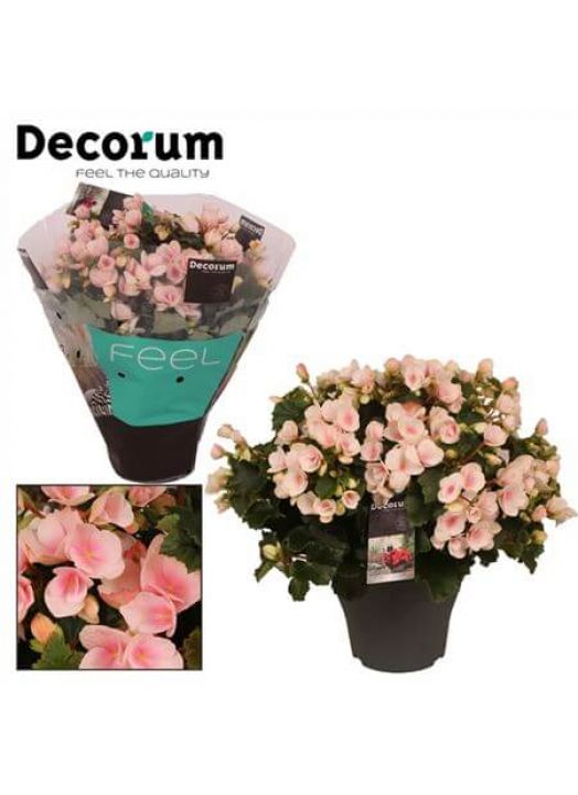 Begonia Betulia Light Licht Rose Decorum