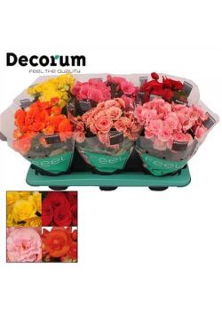 Begonia Dark Mix (decorum)