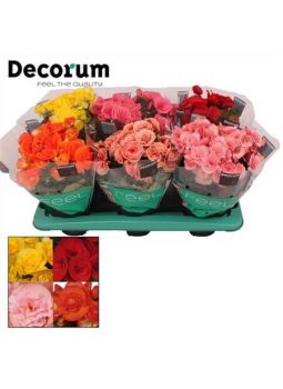 Begonia Dark Mix (decorum)