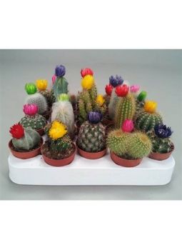 Cactus Dryflowers Mix