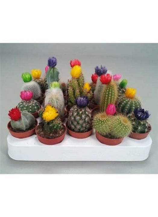 Cactus Dryflowers Mix