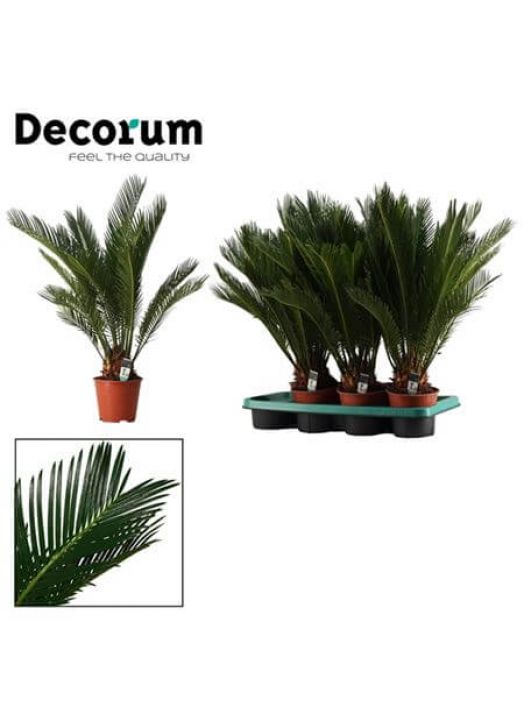 Cycas Revoluta (decorum)