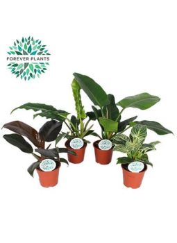 Philodendron Mix