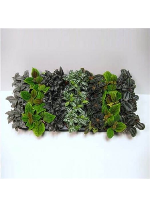 Pilea Mix